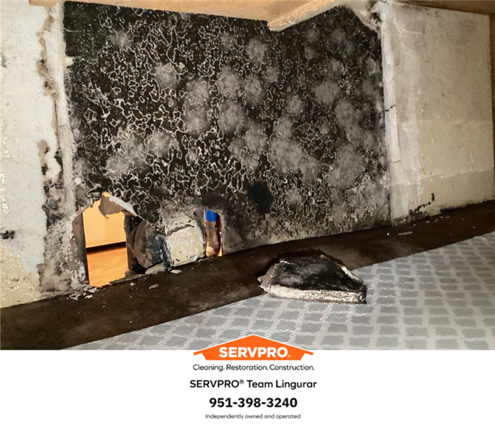 Mold growth on wall in kitchen cabinets. 